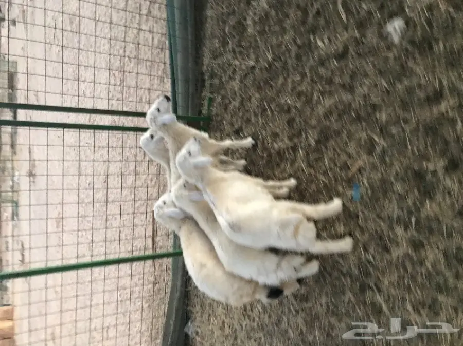 للبيع بهم حري 4 رخال وطلي ب260 ريال