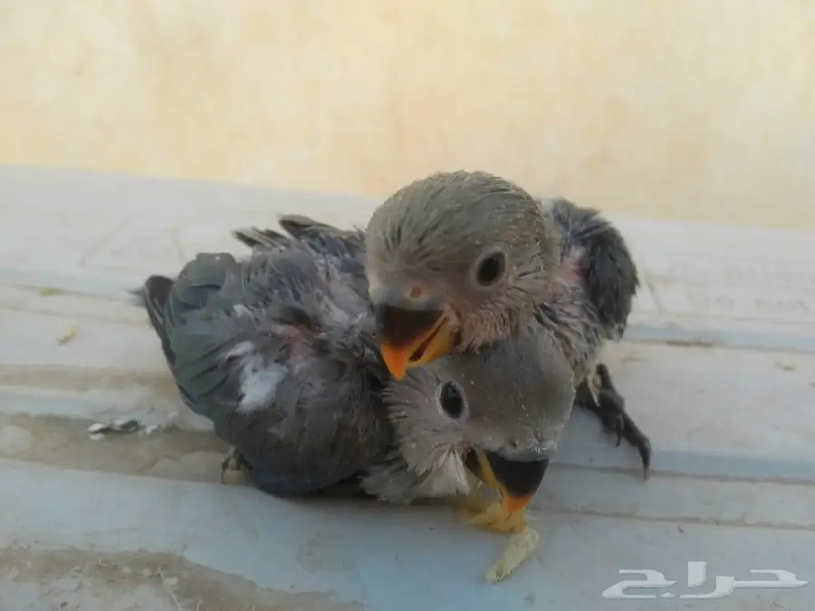 فروخ روز غر