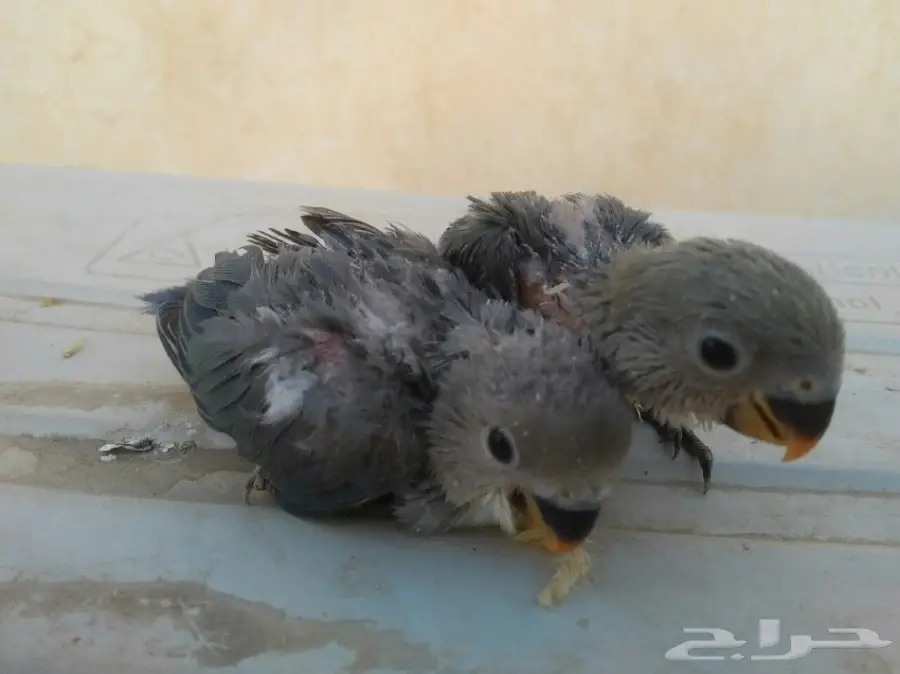 فروخ روز غر (image 1)