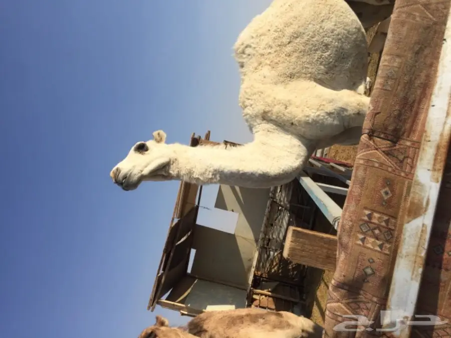 قعود حق مزيون.  أوضح 