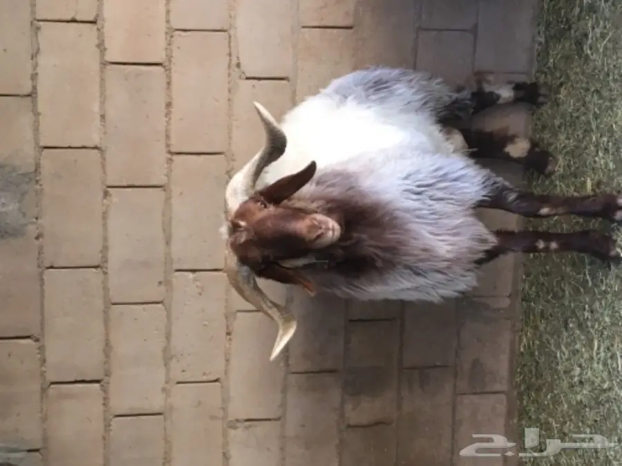 خروف نعيمي  (image 1)