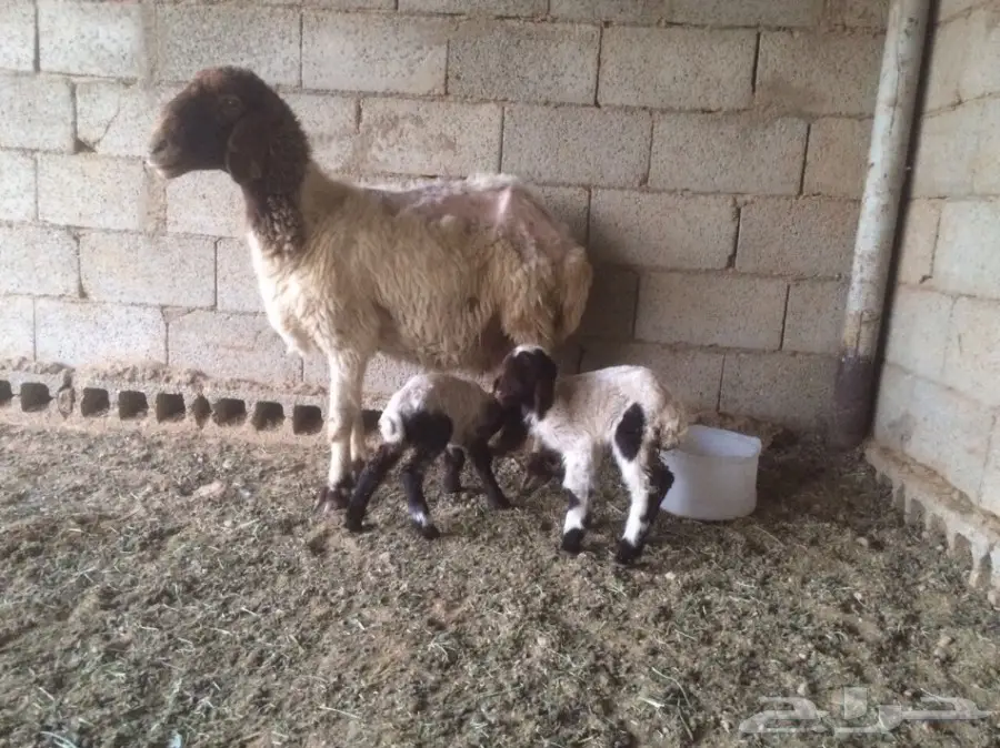 للبيع نعيمي متاومة وعنز متاومة (image 1)