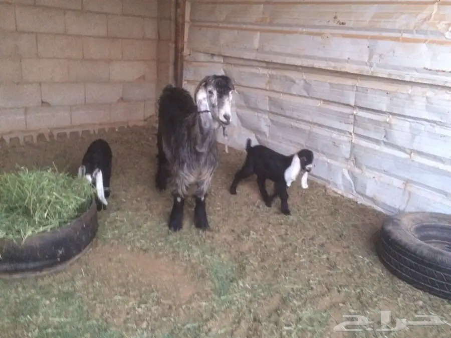 للبيع نعيمي متاومة وعنز متاومة (image 2)