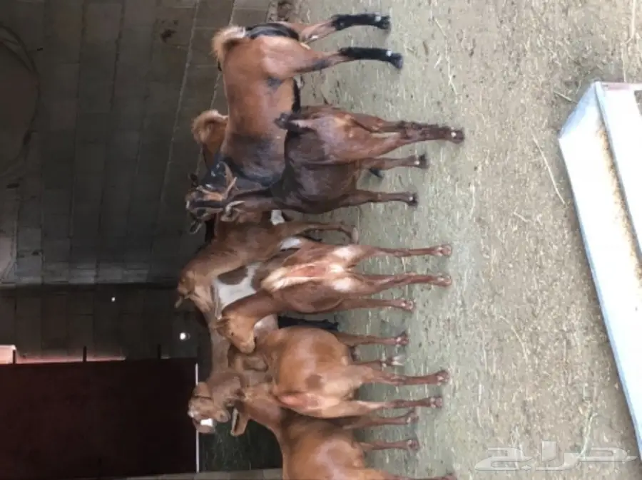 ما شاء الله تبارك الله 5 تيوس وعناقين (image 3)