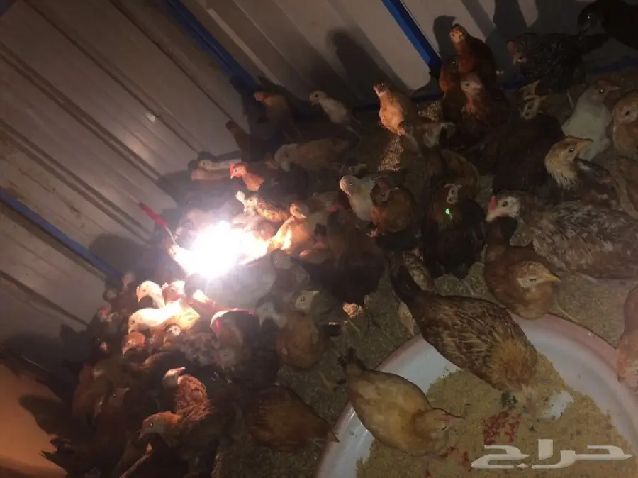 فراريج للبيع (image 1)