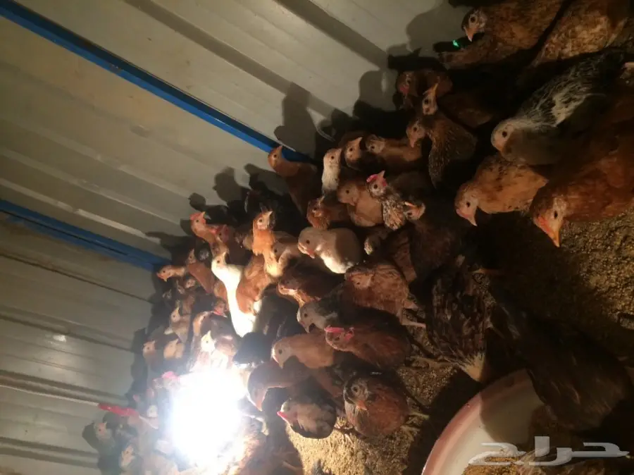 فراريج للبيع (image 4)