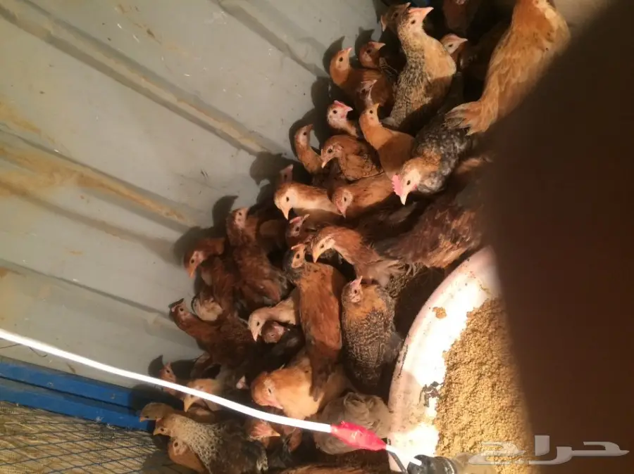 فراريج للبيع (image 6)