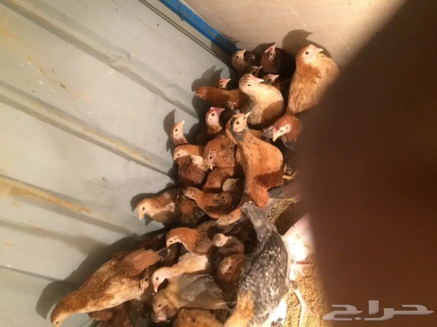 فراريج للبيع (image 7)