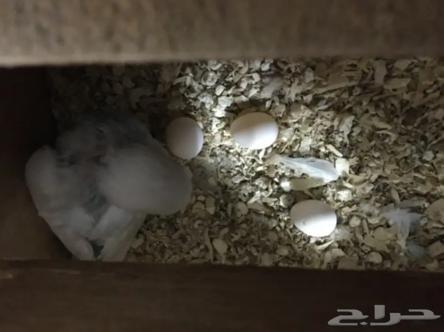 جوز بادجي منتج مع فرخ وا ثلاثه بيضات (image 1)