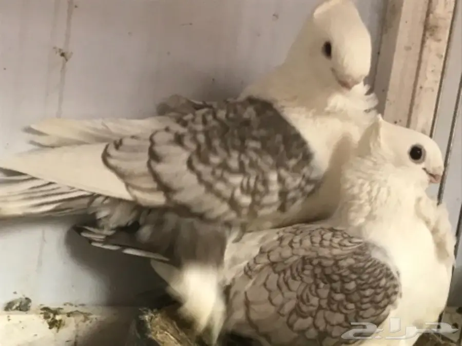 زوج حب الرمان