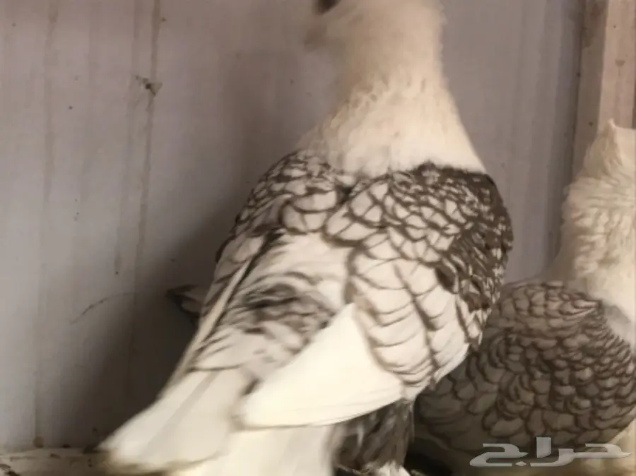 زوج حب الرمان (image 1)