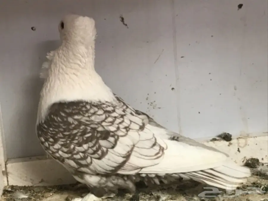 زوج حب الرمان (image 2)