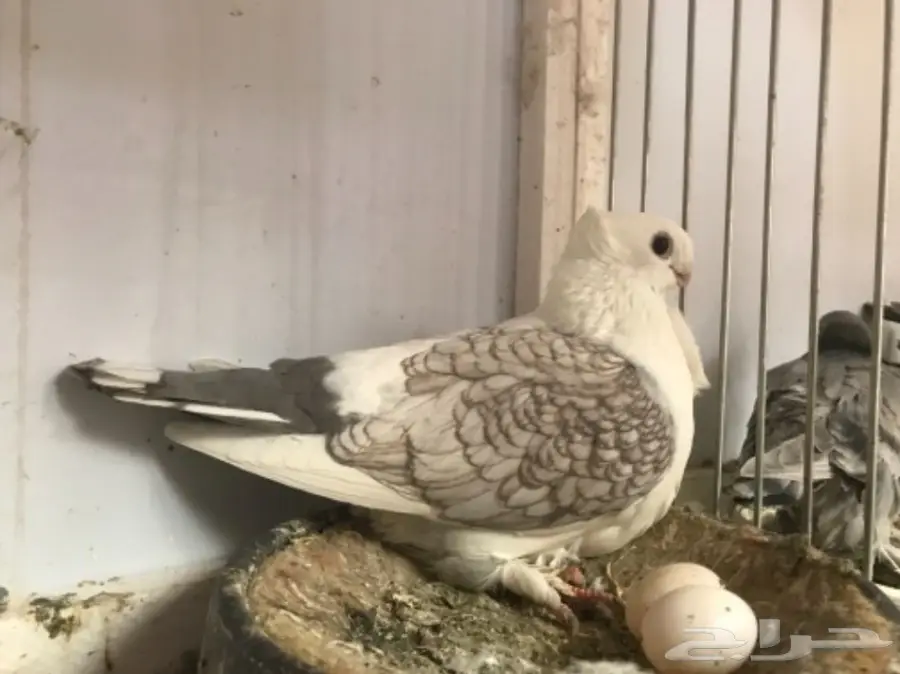 زوج حب الرمان (image 3)