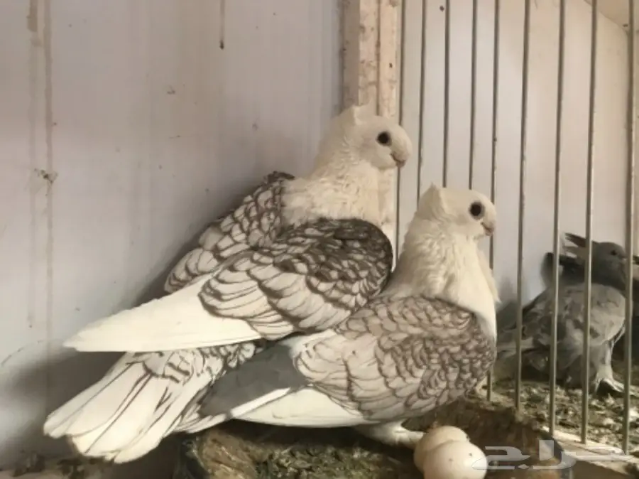 زوج حب الرمان (image 4)