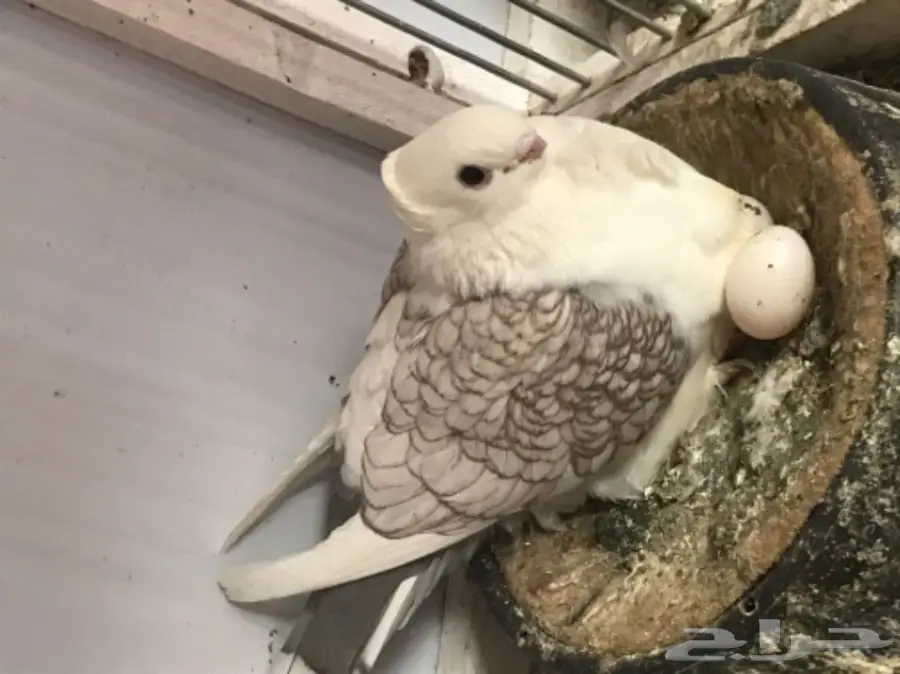 زوج حب الرمان (image 5)