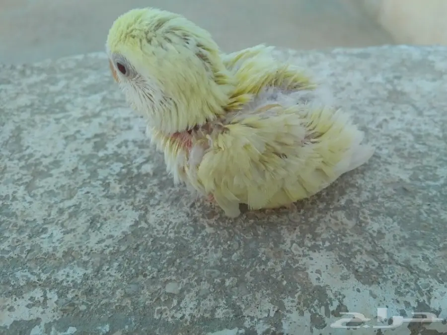 فرخ روز صغير - فرصة لا تُفوّت! (image 2)