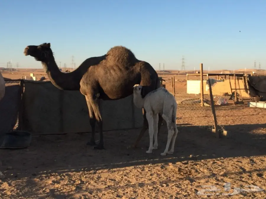 للبيع خلفتين