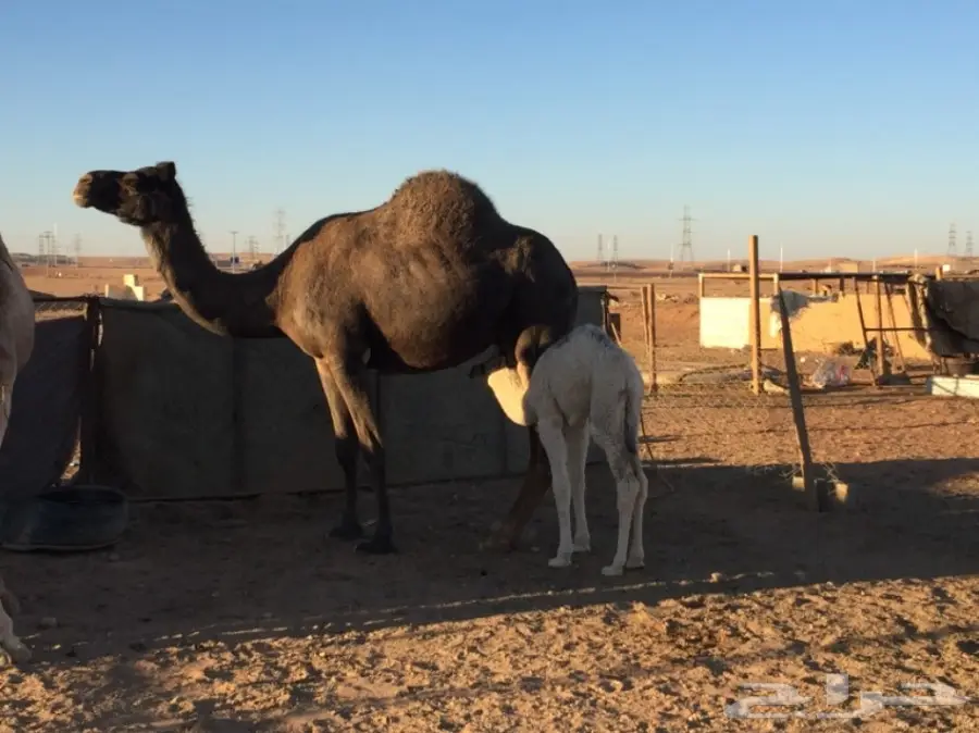 للبيع خلفتين (image 1)