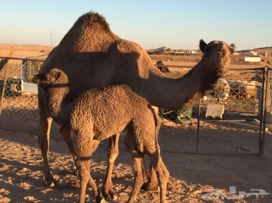 للبيع خلفتين (image 2)