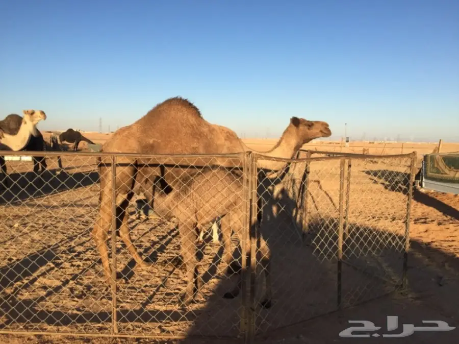 للبيع خلفتين (image 3)