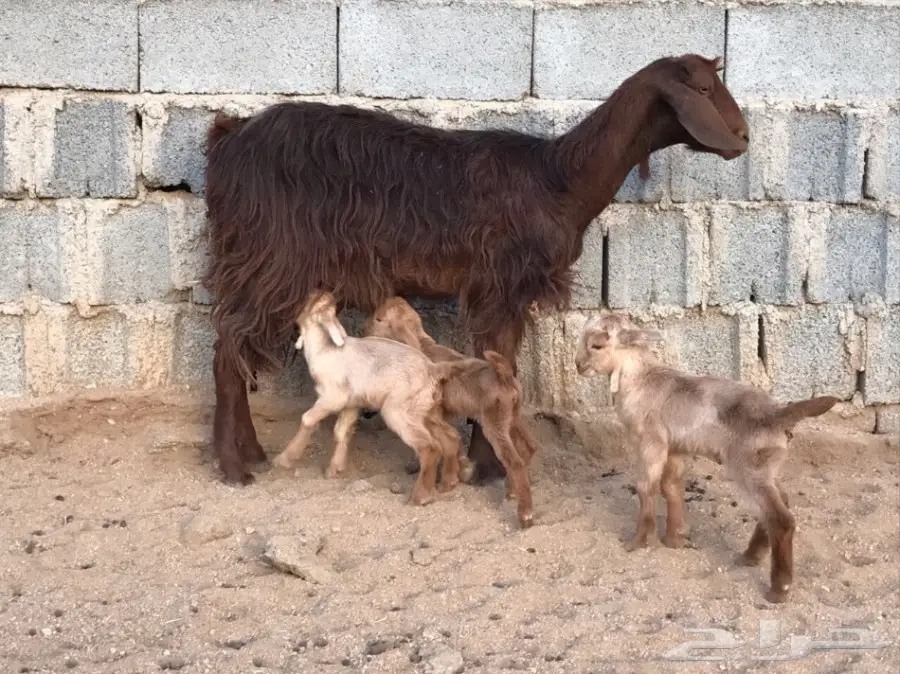 عنز خلفه تحتها 3 