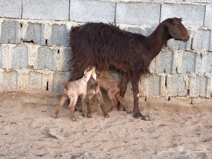 عنز خلفه تحتها 3  (image 1)