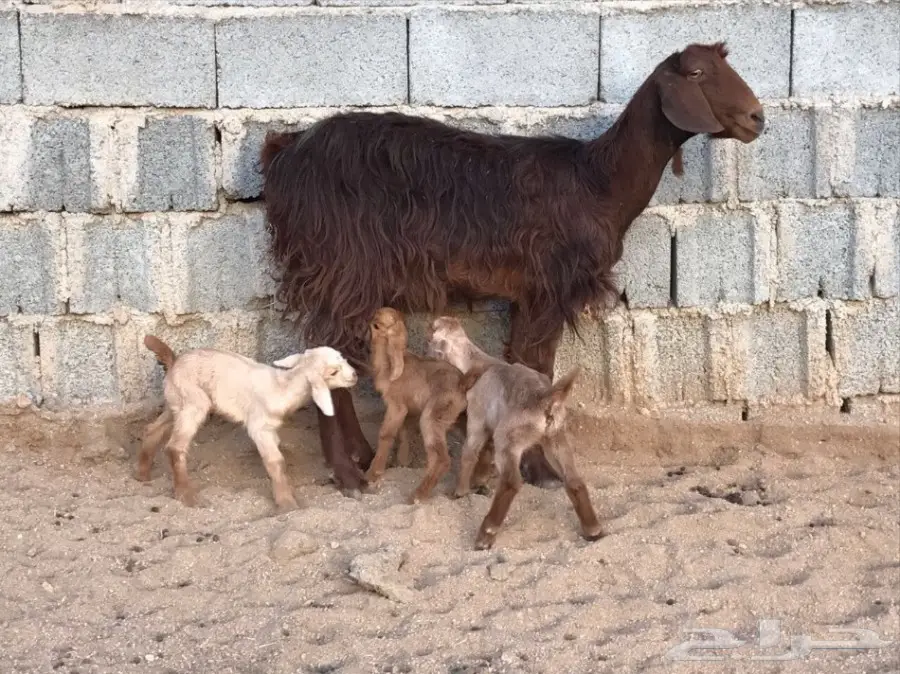 عنز خلفه تحتها 3  (image 2)