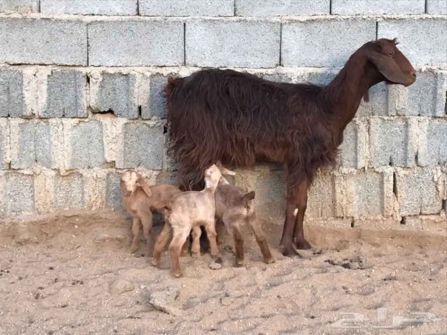 عنز خلفه تحتها 3  (image 3)