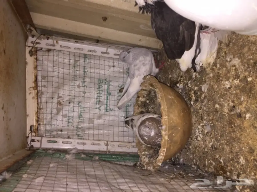 زوج بخاره ب انتاجه  (image 7)