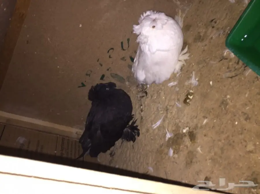 زوج بخاره ب انتاجه  (image 9)