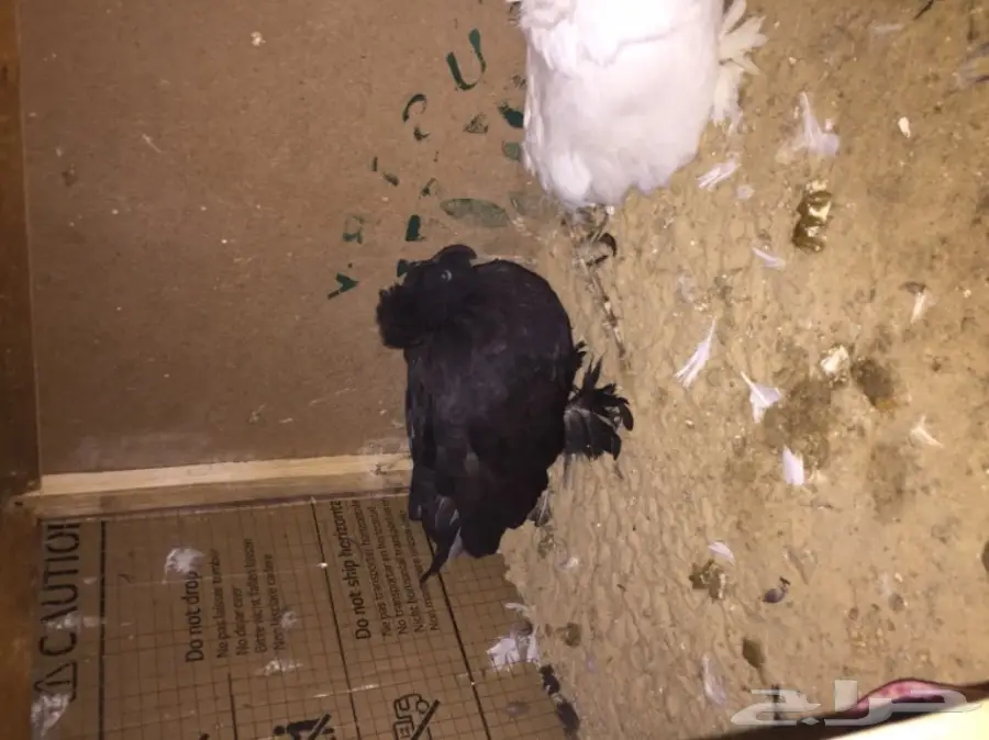 زوج بخاره ب انتاجه  (image 10)