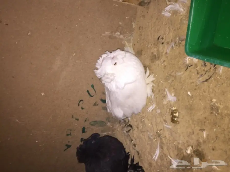 زوج بخاره ب انتاجه  (image 11)