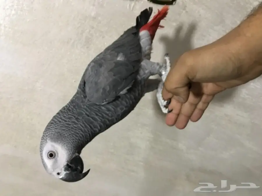 ببغان كاسكو