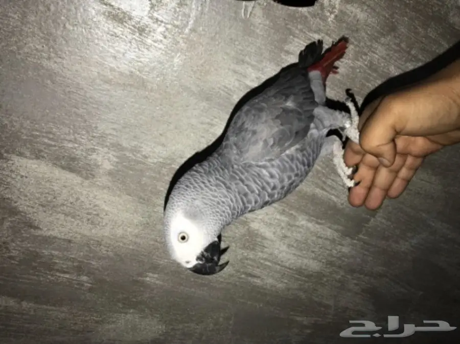 ببغان كاسكو (image 1)