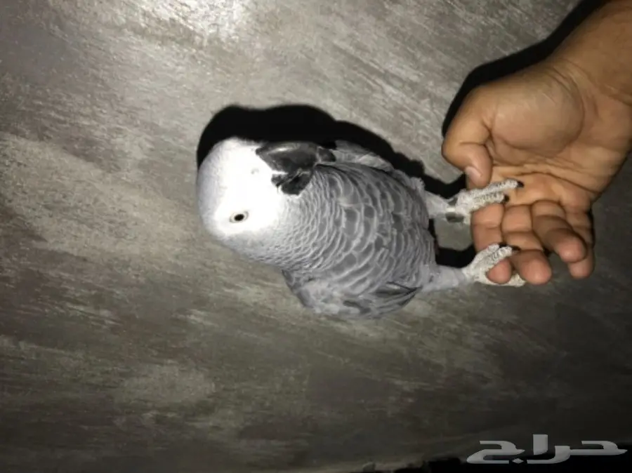 ببغان كاسكو (image 2)