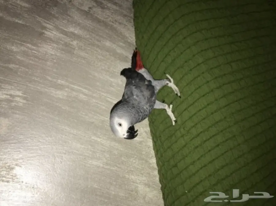 ببغان كاسكو (image 3)