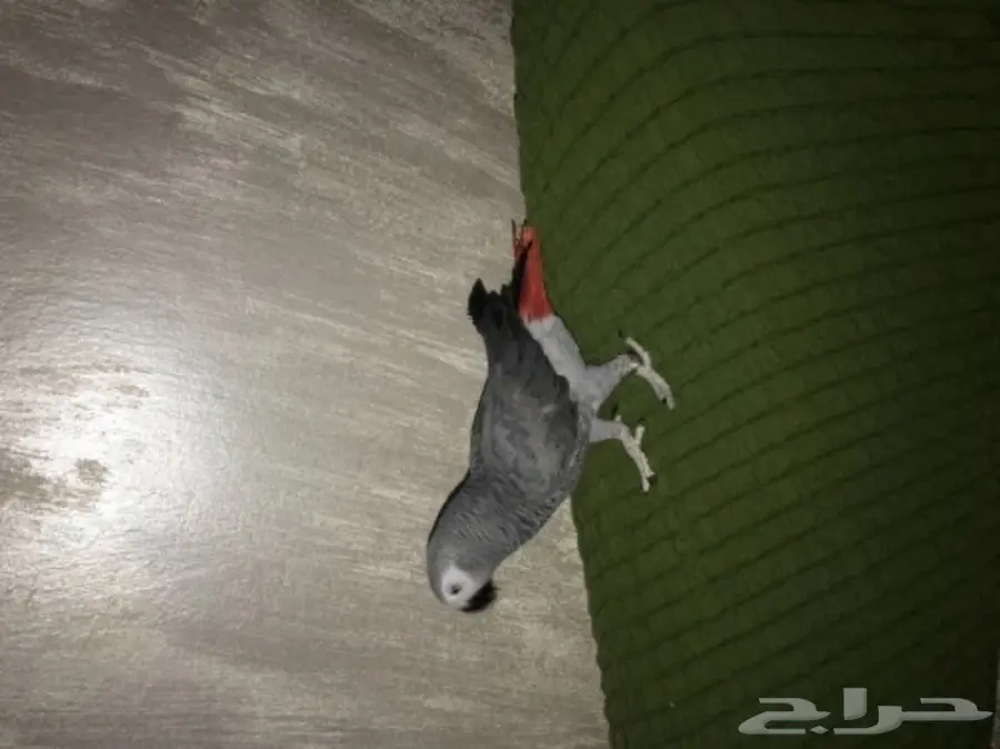 ببغان كاسكو (image 4)