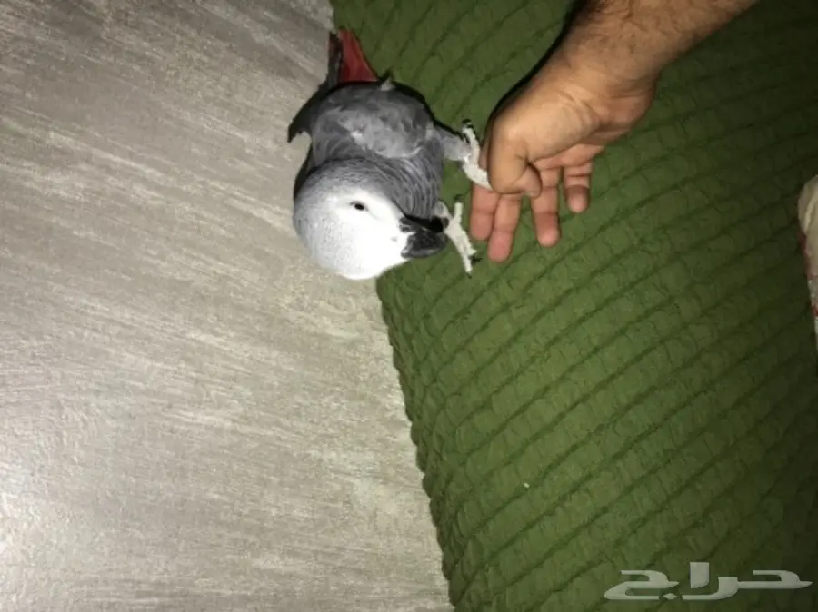 ببغان كاسكو (image 5)