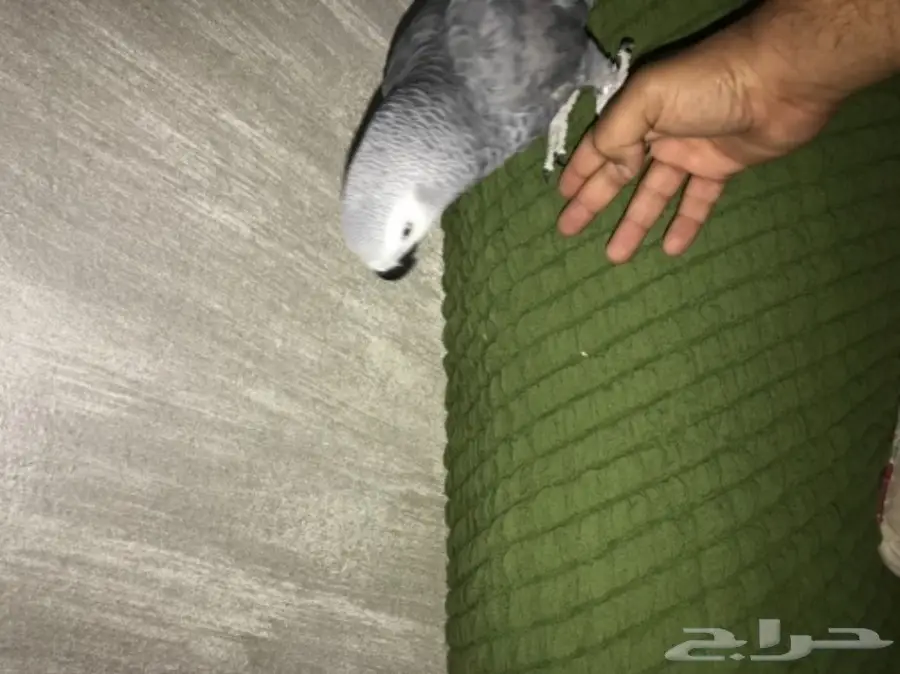 ببغان كاسكو (image 6)