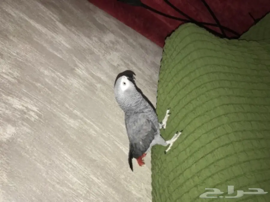 ببغان كاسكو (image 7)