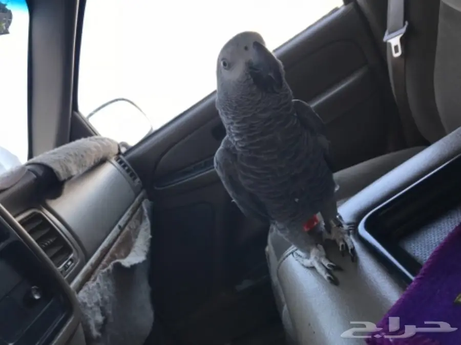 ببغان كاسكو (image 9)