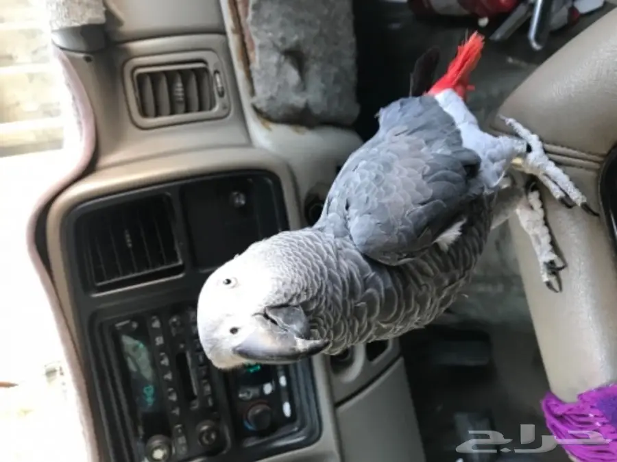 ببغان كاسكو (image 10)