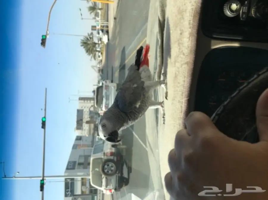 ببغان كاسكو (image 11)