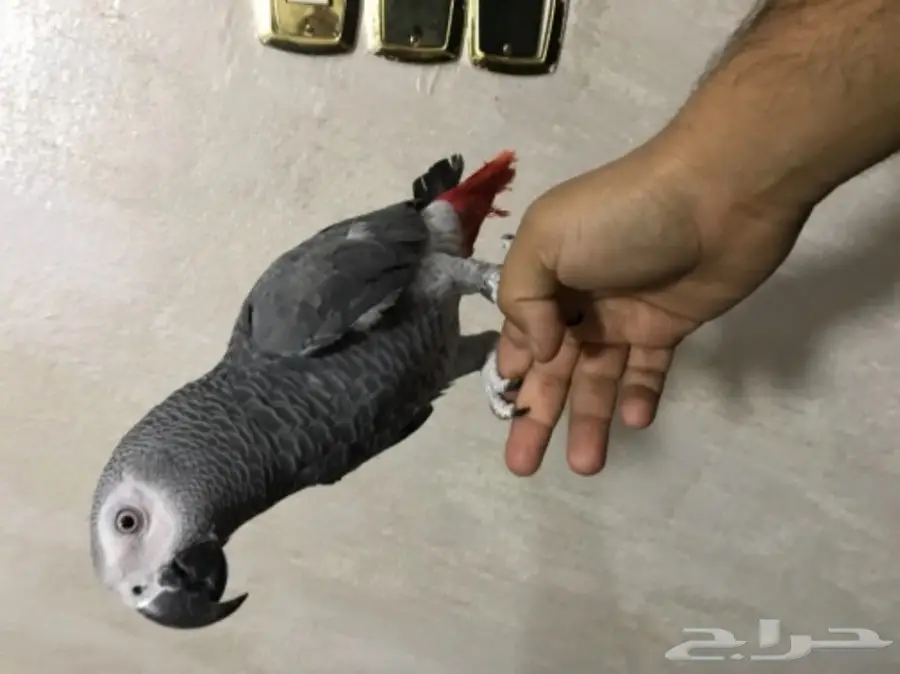 ببغان كاسكو (image 12)