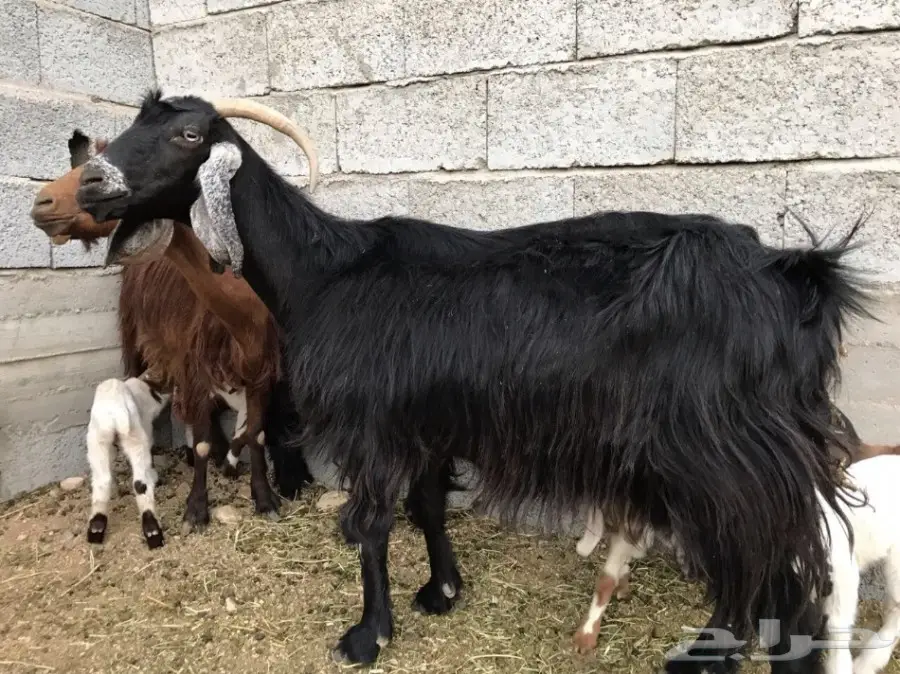 ثلاث معزا متاومه تحتها 6