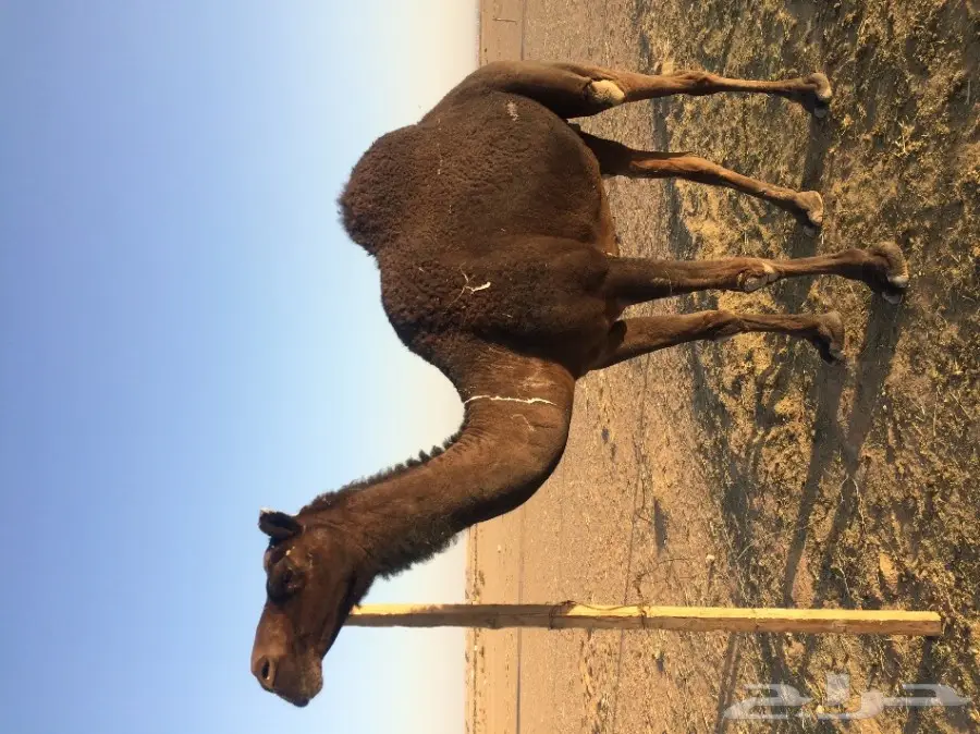 ناقتين مجاهيم للبيع 