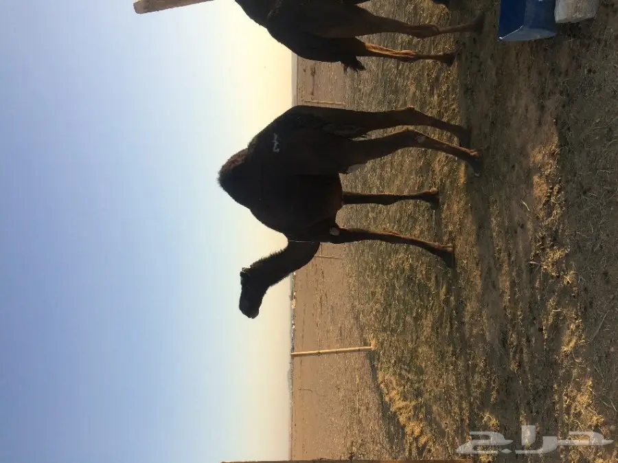 ناقتين مجاهيم للبيع  (image 3)