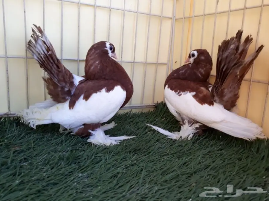 طبة فولكا احمر Top