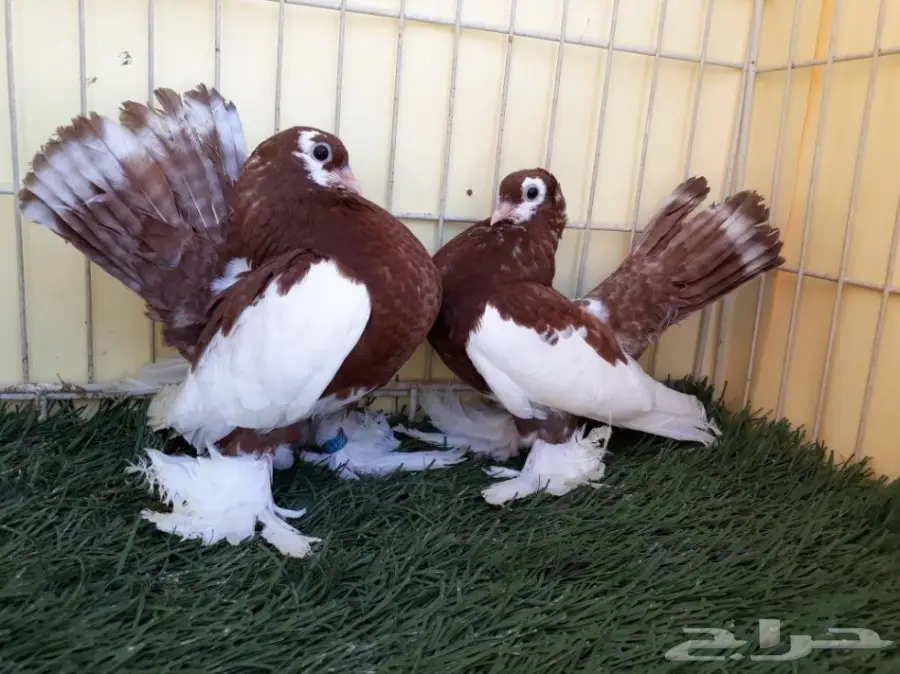 طبة فولكا احمر Top (image 1)