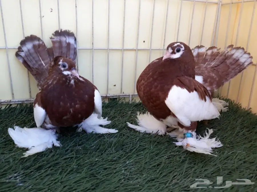 طبة فولكا احمر Top (image 2)